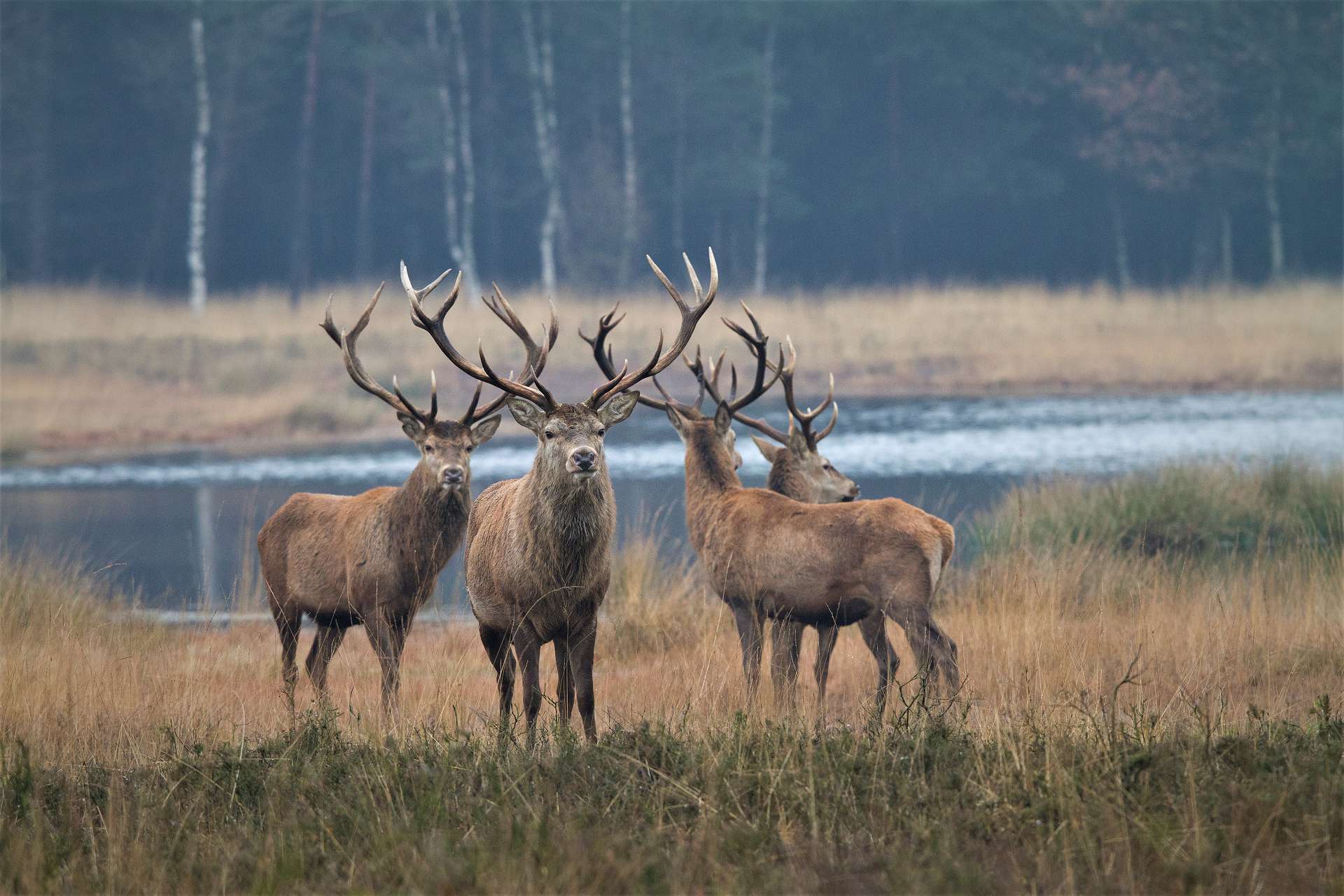 Kraaijenhof Vastgoed